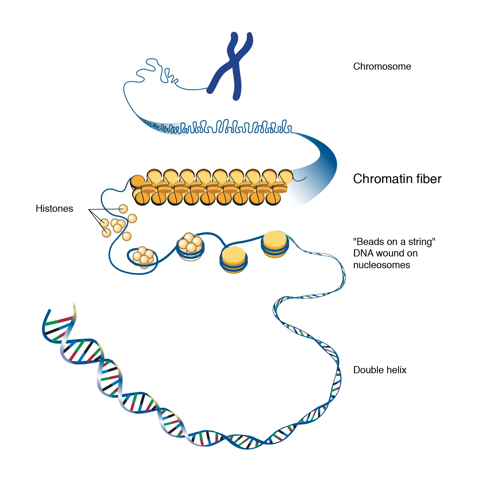Livagen Bioregulator Peptide