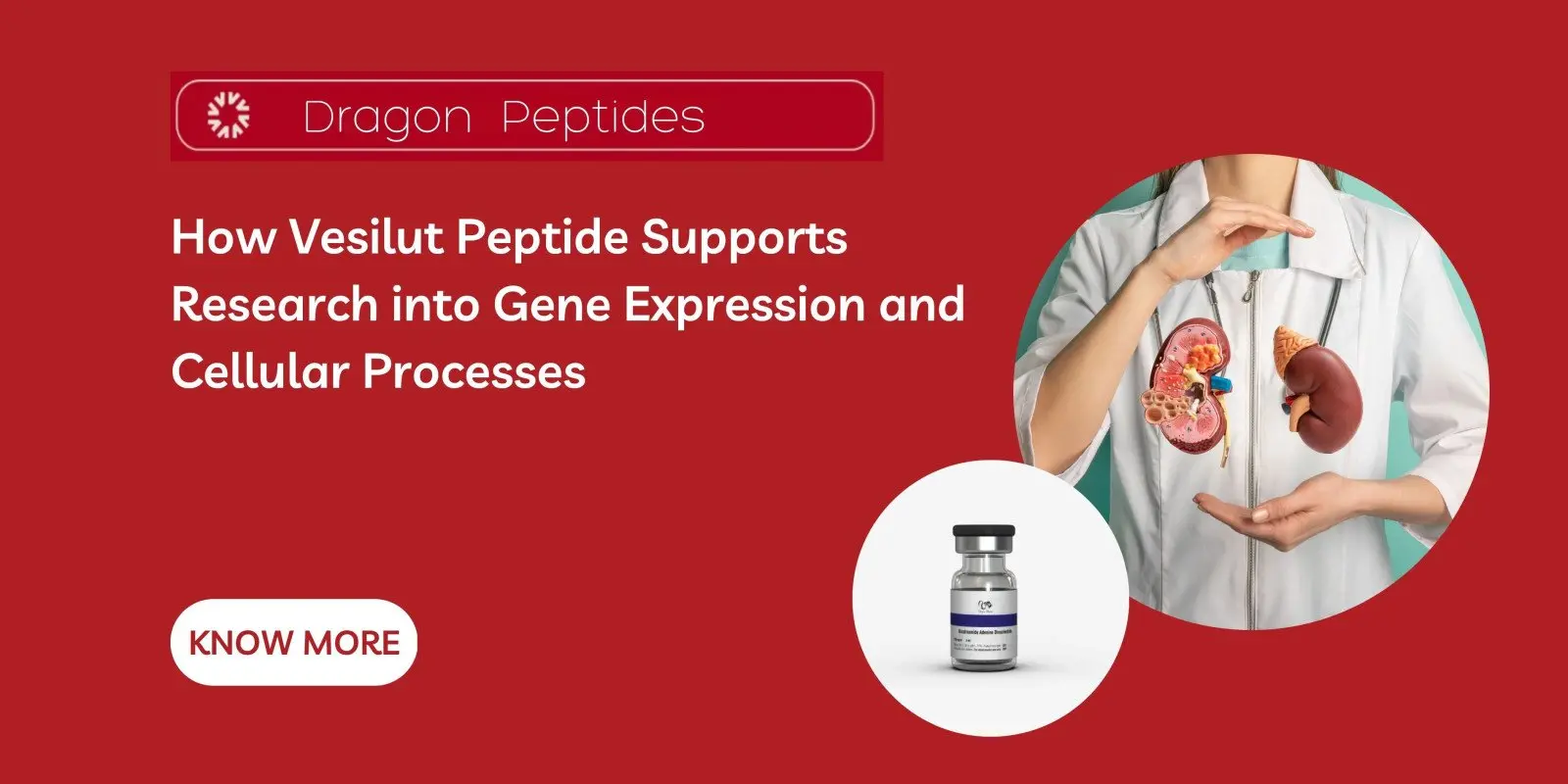 How Vesilut Peptide Supports Research into Gene Expression and Cellular Processes