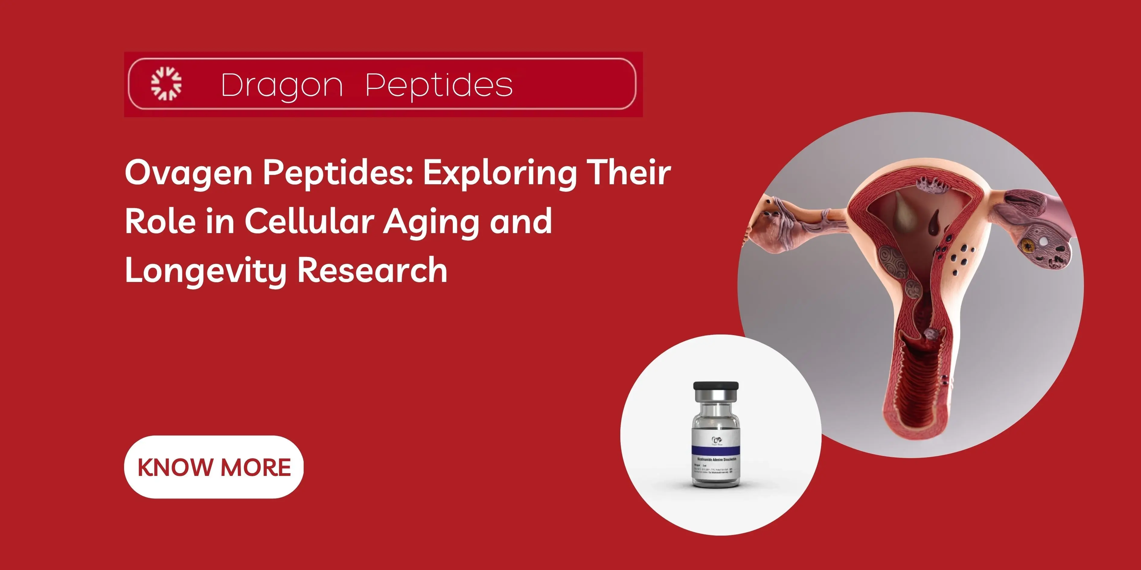 Ovagen Peptides: Exploring Their Role in Cellular Aging and Longevity Research