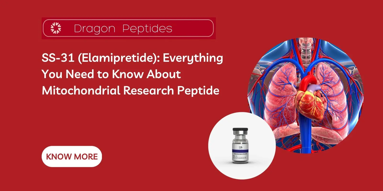 SS-31 (Elamipretide): Everything You Need to Know About Mitochondrial Research Peptide