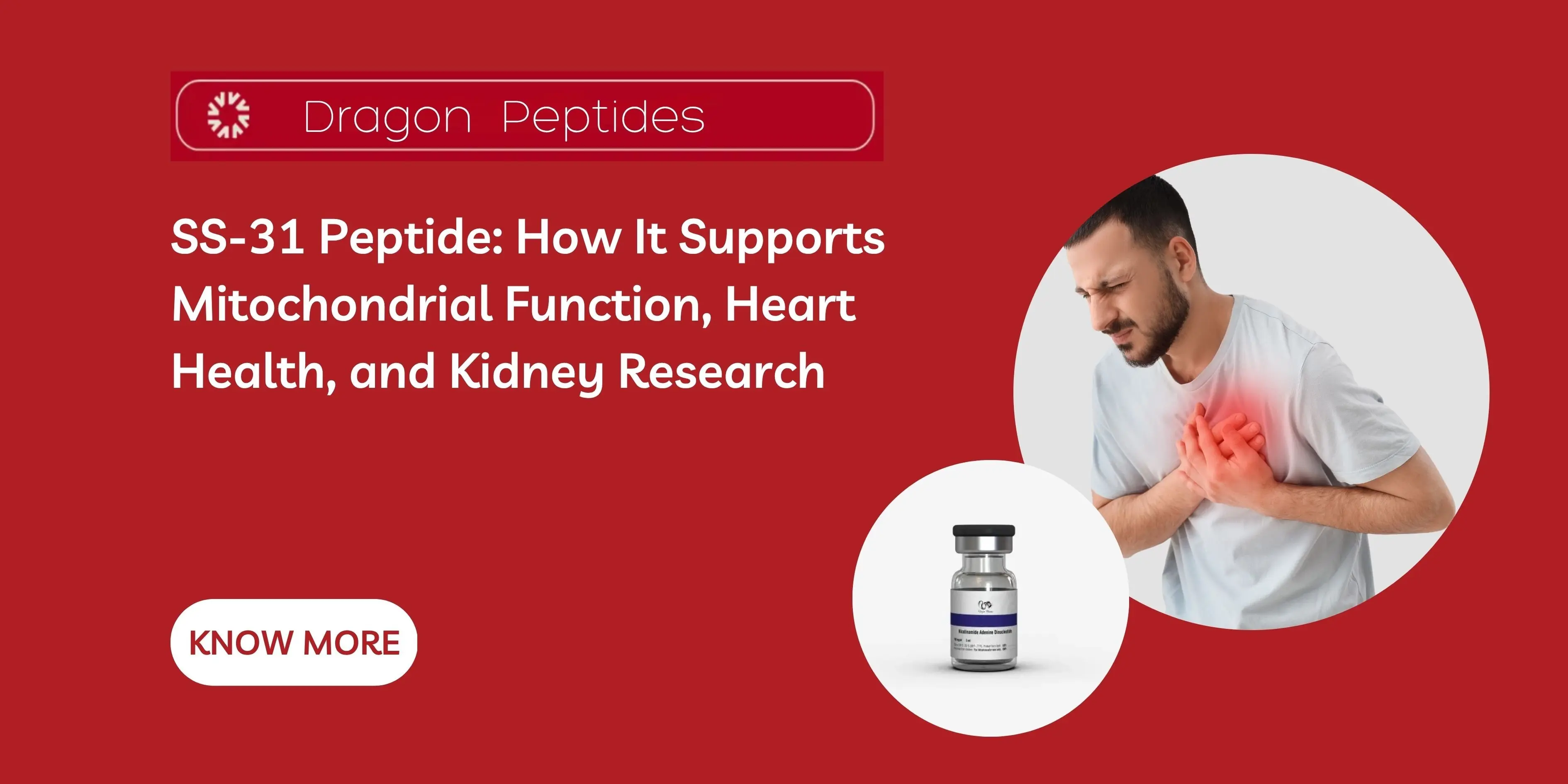 SS-31 Peptide: How It Supports Mitochondrial Function, Heart Health, and Kidney Research