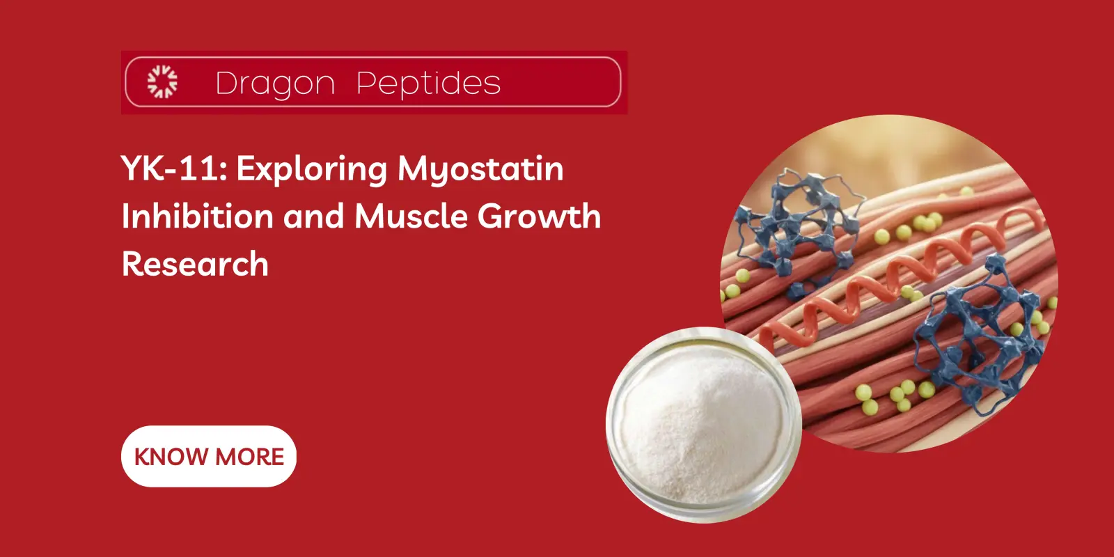 YK-11: Exploring Myostatin Inhibition and Muscle Growth Research